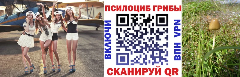 Псилоцибиновые грибы Psilocybe  цены   Тотьма 